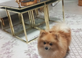 Pomeranain